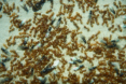 Lasius flavus mit Jungköniginnen