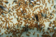Lasius flavus mit Jungköniginnen