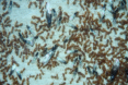 Lasius flavus mit Jungköniginnen