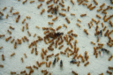 Lasius flavus