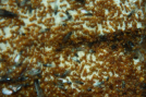 Lasius flavus