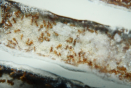 Lasius flavus