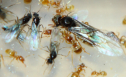 Lasius flavus