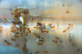 Lasius flavus