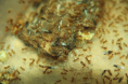 Lasius flavus