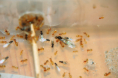 Lasius flavus