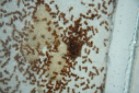 Lasius flavus Larvenpulk