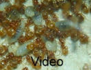 Lasius flavus Video Larvenaufzucht