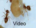 Lasius flavus Video