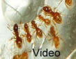 Lasius flavus Video