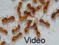 Lasius flavus Video