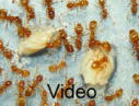 Lasius flavus Video