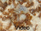 Lasius flavus Video Kokonerstellung