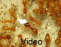 Lasius flavus Video