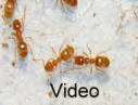 Lasius flavus Video