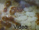Lasius flavus Video