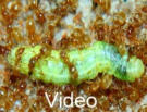 Lasius flavus Video