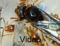 Lasius flavus Video