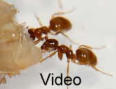 Lasius flavus Video