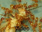 Klick mich Lasius flavus Video
