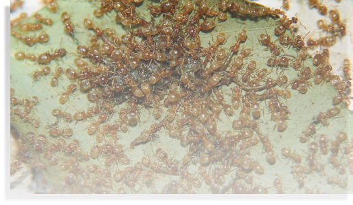Lasius flavus Ameisenhaltung, Lasius flavus Ameisenhaltungsbericht