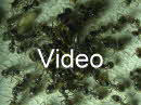 Lasius niger Video