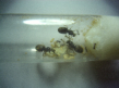 Lasius niger drei Königinnen im Reagenzglas