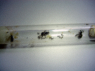 Lasius niger im Reagenzglas