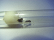 Lasius niger zwei Königinnen