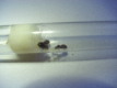 Lasius niger zwei Königinnen