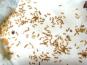 Lasius flavus