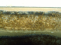 Lasius flavus