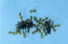 Lasius flavus