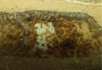 Lasius flavus