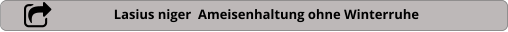 Lasius niger  Ameisenhaltung ohne Winterruhe