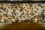 Lasius niger Nesteinblick