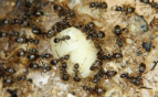 Lasius niger futtern Drohnenpuppe