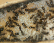 Lasius niger im Gipsnest