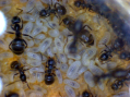 Lasius niger mit Larven