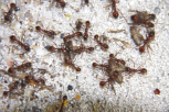 Manica rubida