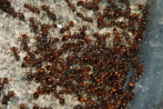 Manica rubida