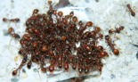 Manica rubida