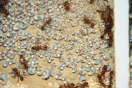 Manica rubida Brut