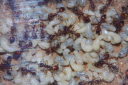 Manica rubida Brut