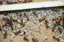 Manica rubida Brut