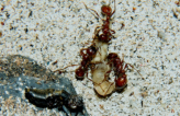 Manica rubida Futter