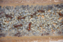 Manica rubida Nest