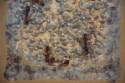 Manica rubida Nest
