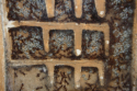 Manica rubida Nest