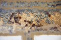 Manica rubida Nest
